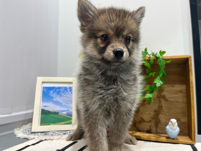 群馬県のハーフ犬・ミックス犬 (ペッツワン前橋小島田店/2024年6月7日生まれ/女の子/その他色)の子犬