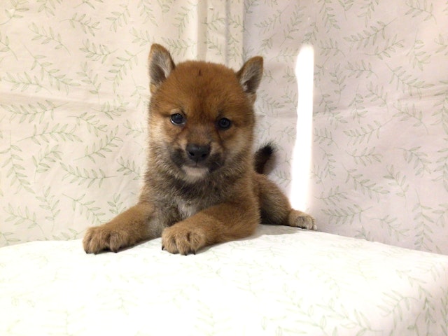 茨城県の柴犬(標準サイズ) (ペッツワン高萩店/2024年6月10日生まれ/男の子/赤)の子犬