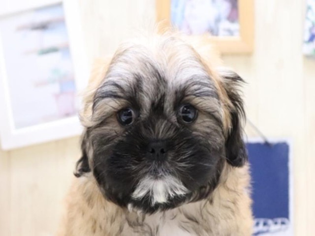 三重県のハーフ犬・ミックス犬 (ペッツワン明和店/2024年6月2日生まれ/女の子/ブラウン)の子犬