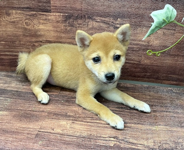 千葉県の柴犬(標準サイズ) (ペッツワン市原店/2024年5月23日生まれ/男の子/赤)の子犬