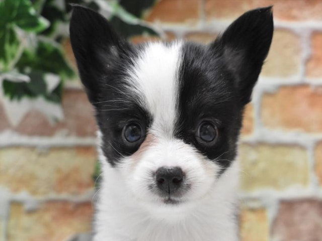 千葉県のハーフ犬・ミックス犬 (ペッツワン稲沢ハーモニーランド店/2024年6月9日生まれ/男の子/ブラックホワイト)の子犬