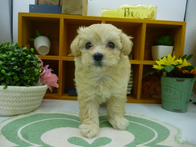 静岡県のハーフ犬・ミックス犬 (ペッツワン清水店/2024年6月2日生まれ/女の子/アプリコット)の子犬