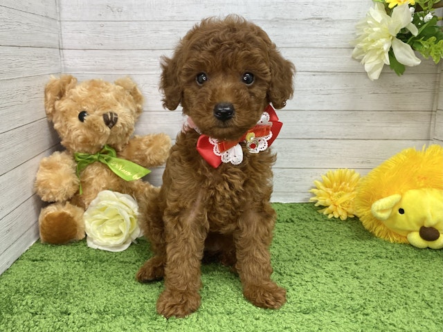 兵庫県のトイプードル(トイ) (ペッツワン神戸ひよどり台店/2024年6月9日生まれ/女の子/レッドフォーン)の子犬