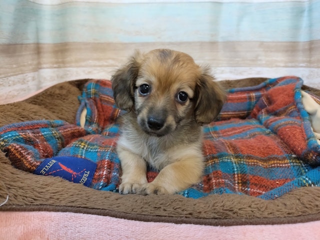 群馬県のハーフ犬・ミックス犬 (ペッツワン青柳店/2024年6月17日生まれ/女の子/レッド)の子犬