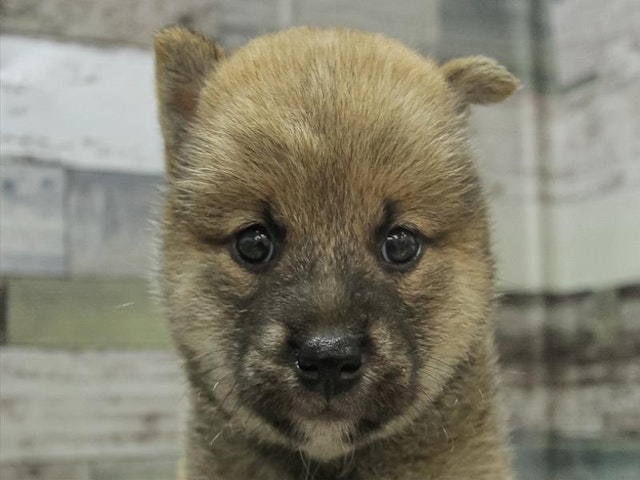 滋賀県の柴犬(標準サイズ) (ペッツワン甲賀店/2024年6月15日生まれ/男の子/赤)の子犬