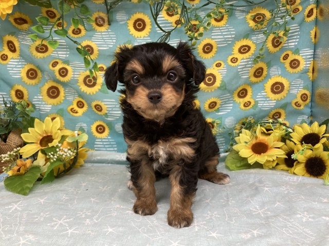 福島県のハーフ犬・ミックス犬 (ペッツワン会津若松店/2024年6月22日生まれ/男の子/ブラックタン)の子犬