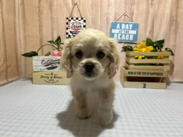 静岡県のハーフ犬・ミックス犬 (ペッツワン浜松市野店/2024年6月25日生まれ/男の子/クリーム)の子犬