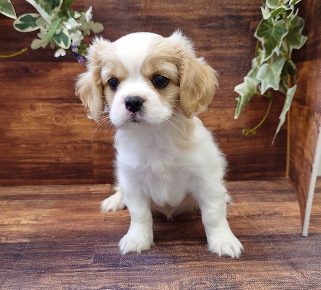 千葉県のハーフ犬・ミックス犬 (ペッツワン市原店/2024年6月14日生まれ/男の子/その他色)の子犬