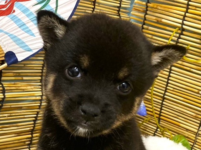 埼玉県の豆柴 (ペッツワン羽生店/2024年6月17日生まれ/女の子/黒)の子犬