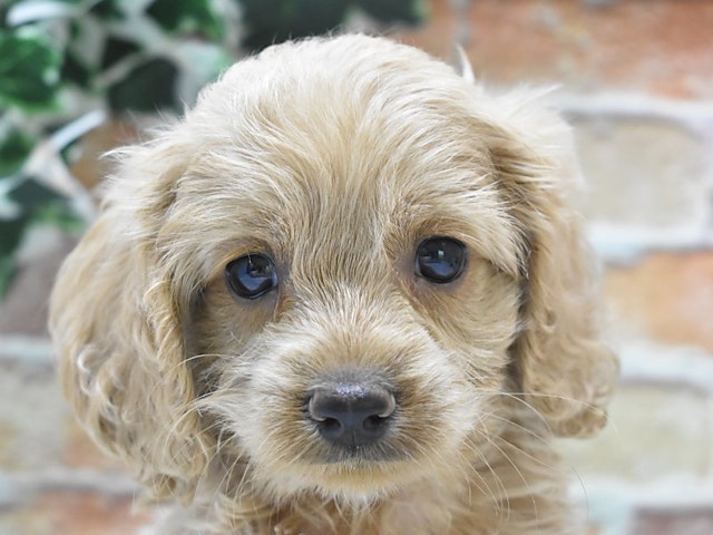 滋賀県のハーフ犬・ミックス犬 (ペッツワン彦根店/2024年5月7日生まれ/男の子/アプリコット)の子犬