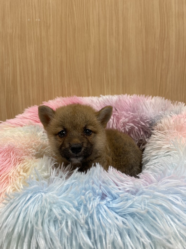 栃木県の豆柴 (ペッツワン大田原店/2024年6月27日生まれ/男の子/赤)の子犬