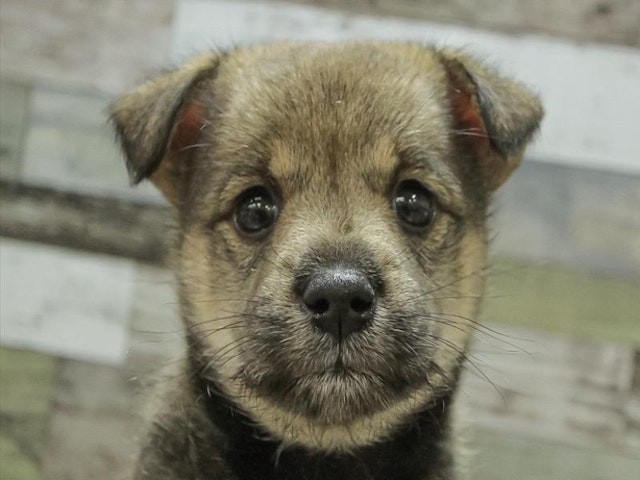 千葉県のハーフ犬・ミックス犬 (ペッツワン稲沢ハーモニーランド店/2024年6月29日生まれ/女の子/シェーデットイエロー)の子犬