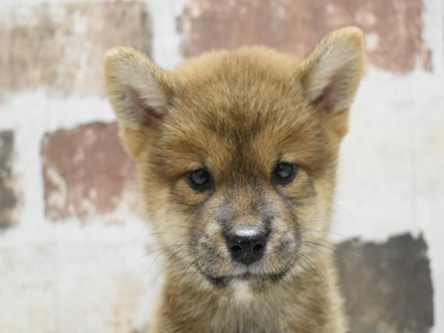 愛知県の柴犬(標準サイズ) (ペッツワン名古屋守山店/2024年6月27日生まれ/男の子/レッド)の子犬