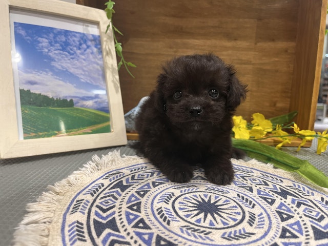 群馬県のハーフ犬・ミックス犬 (ペッツワン前橋小島田店/2024年6月30日生まれ/男の子/ブラック)の子犬