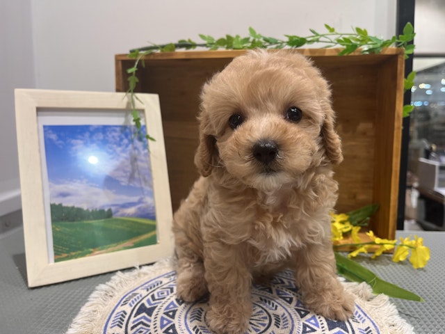 群馬県のハーフ犬・ミックス犬 (ペッツワン前橋小島田店/2024年6月29日生まれ/女の子/クリーム)の子犬