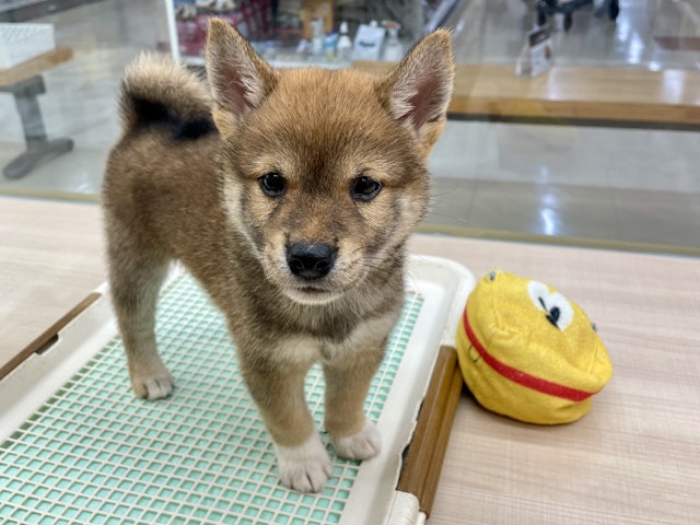 千葉県の柴犬(標準サイズ) (ペッツワン富津店/2024年5月6日生まれ/男の子/赤)の子犬