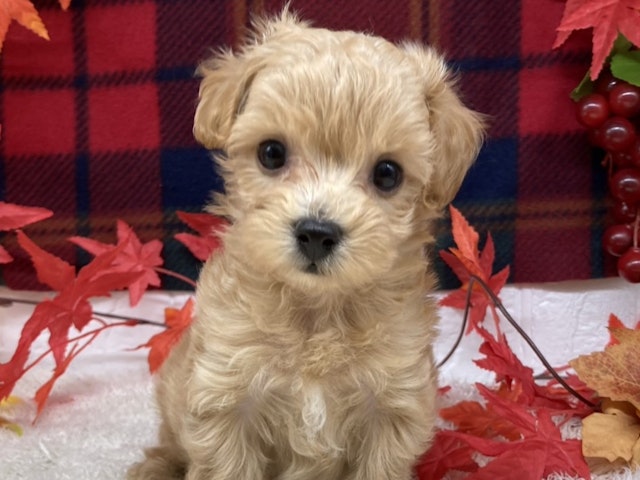 福島県のハーフ犬・ミックス犬 (ペッツワン会津若松店/2024年7月6日生まれ/男の子/アプリコット)の子犬