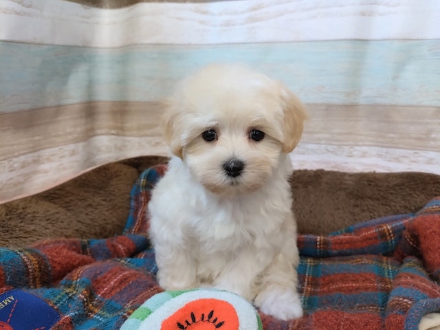 群馬県のハーフ犬・ミックス犬 (ペッツワン青柳店/2024年6月30日生まれ/女の子/クリーム)の子犬