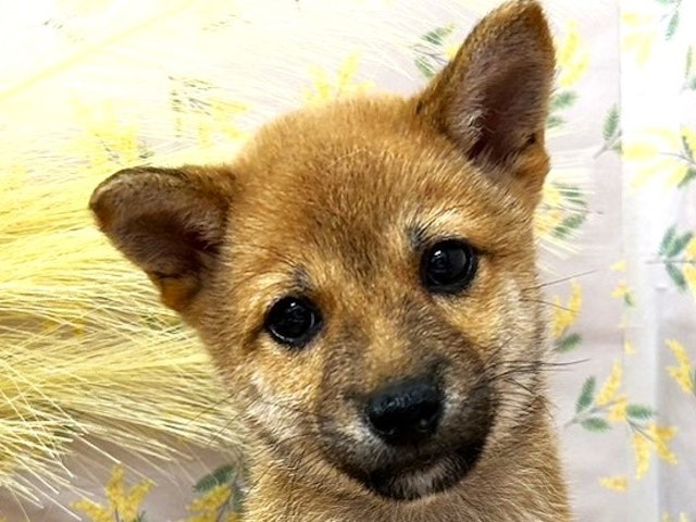 埼玉県の豆柴 (ペッツワン羽生店/2024年6月18日生まれ/男の子/レッド)の子犬