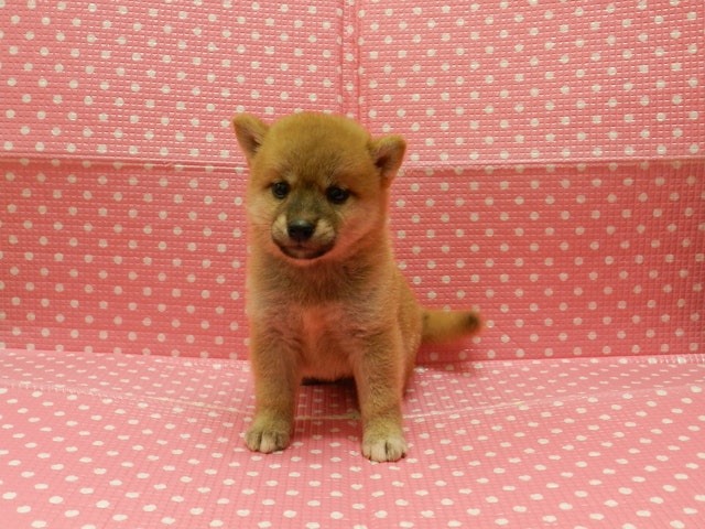 静岡県の柴犬(標準サイズ) (ペッツワン御殿場店/2024年7月7日生まれ/女の子/赤)の子犬