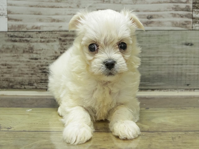 愛知県のハーフ犬・ミックス犬 (ペッツワン名古屋当知店/2024年4月11日生まれ/女の子/クリームホワイト)の子犬