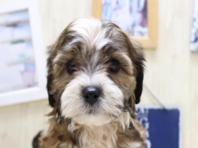 三重県のハーフ犬・ミックス犬 (ペッツワン明和店/2024年7月9日生まれ/男の子/ブラウン)の子犬