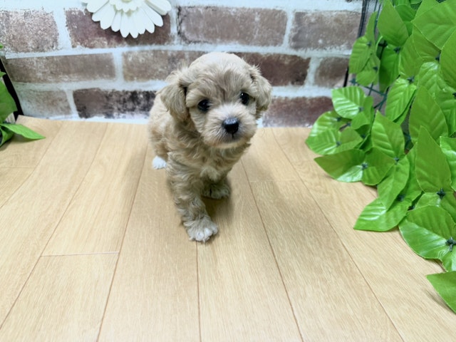 福島県のハーフ犬・ミックス犬 (ペッツワン白河モール店/2024年7月13日生まれ/男の子/その他色)の子犬