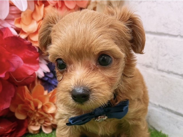 沖縄県のハーフ犬・ミックス犬 (ペッツワンFCサンプラザ糸満店/2024年5月25日生まれ/男の子/レッド)の子犬