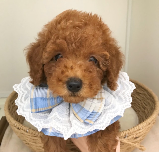 岐阜県のハーフ犬・ミックス犬 (ペッツワン可児店/2024年7月6日生まれ/男の子/レッド)の子犬