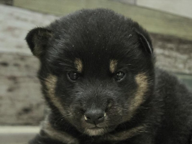 愛知県の豆柴 (ペッツワン名古屋守山店/2024年5月25日生まれ/女の子/ブラック)の子犬