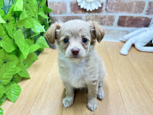 福島県のハーフ犬・ミックス犬 (ペッツワン白河モール店/2024年7月9日生まれ/女の子/クリーム)の子犬