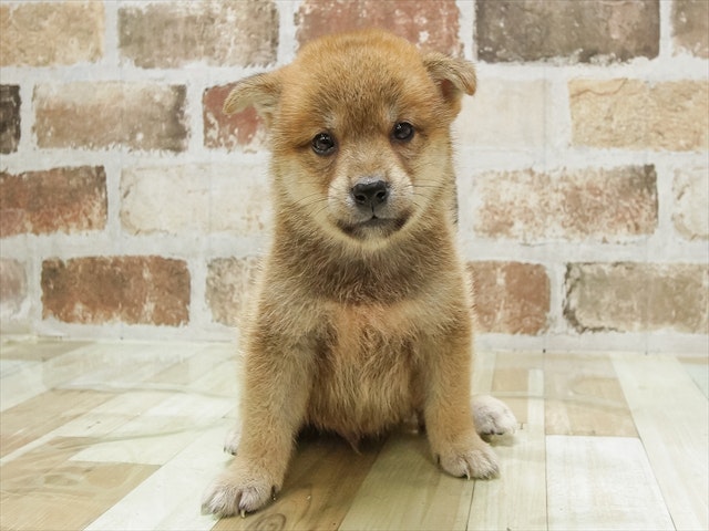 愛知県の柴犬(標準サイズ) (ペッツワン名古屋当知店/2024年7月7日生まれ/男の子/赤)の子犬