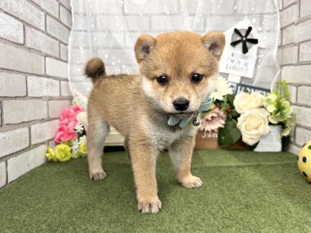 兵庫県の柴犬(標準サイズ) (ペッツワン神戸深江浜店/2024年7月18日生まれ/男の子/赤)の子犬