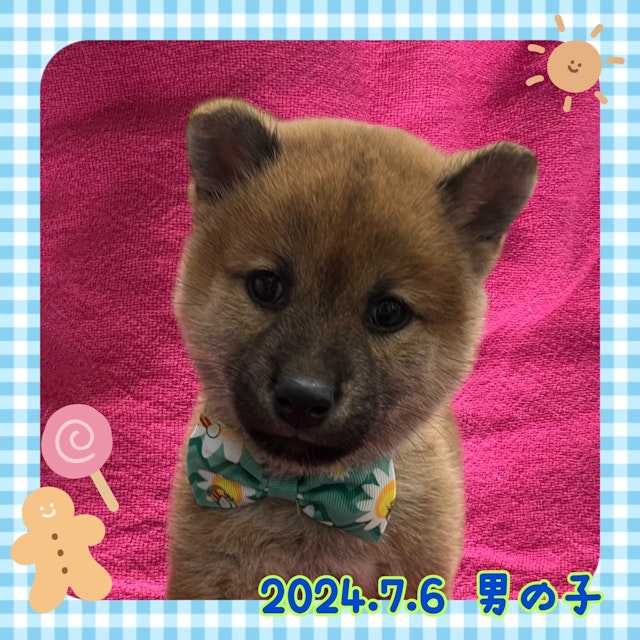 神奈川県の柴犬(標準サイズ) (ペッツワンりんかんモール店/2024年7月6日生まれ/男の子/赤)の子犬