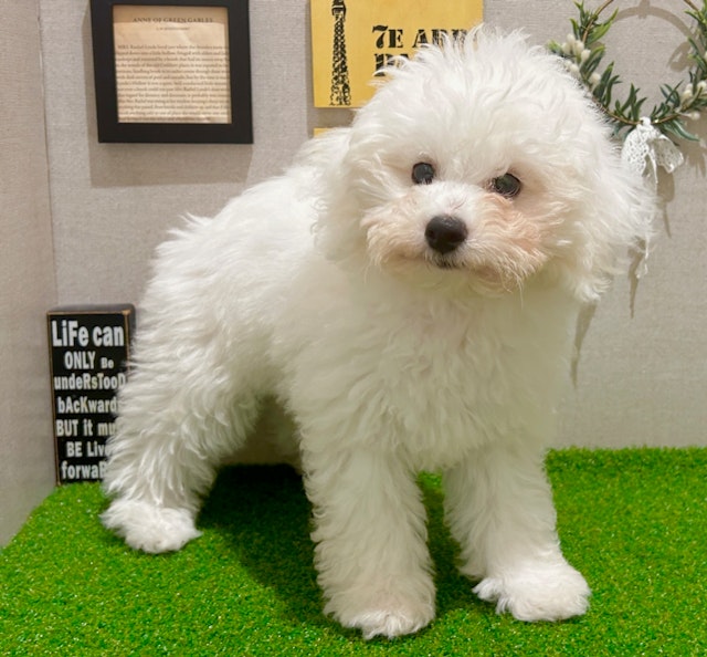 茨城県のビションフリーゼ (ペッツワン水戸店/2024年6月3日生まれ/男の子/WHT)の子犬