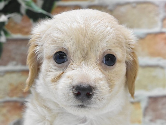 千葉県のハーフ犬・ミックス犬 (ペッツワン稲沢ハーモニーランド店/2024年7月12日生まれ/男の子/クリーム)の子犬