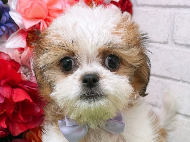 沖縄県のハーフ犬・ミックス犬 (ペッツワンFCあがり浜店/2024年6月15日生まれ/男の子/パーティーカラー)の子犬