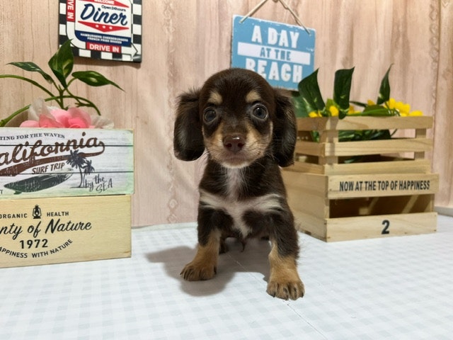 静岡県のハーフ犬・ミックス犬 (ペッツワン浜松市野店/2024年7月18日生まれ/男の子/その他色)の子犬