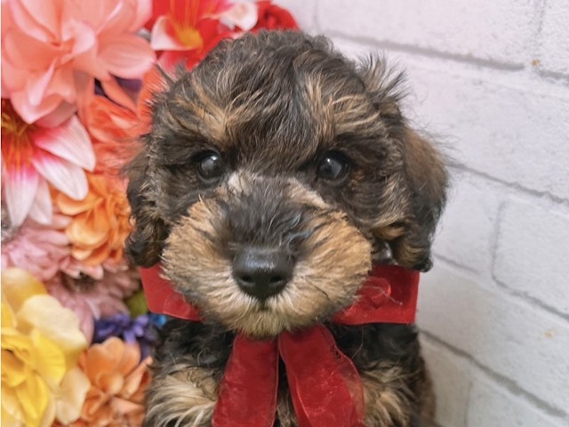 沖縄県のハーフ犬・ミックス犬 (ペッツワンFCサンプラザ糸満店/2024年7月19日生まれ/男の子/ブリンドル)の子犬