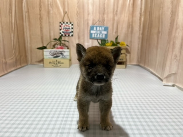 静岡県の豆柴 (ペッツワン浜松市野店/2024年7月20日生まれ/男の子/レッド)の子犬