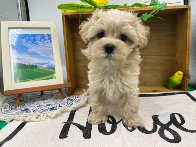 群馬県のハーフ犬・ミックス犬 (ペッツワン前橋小島田店/2024年7月20日生まれ/男の子/クリーム)の子犬