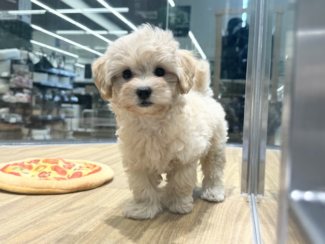 愛知県のハーフ犬・ミックス犬 (ペッツワン名古屋堀田店/2024年7月13日生まれ/男の子/クリーム)の子犬