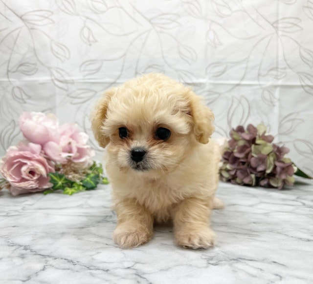 茨城県のハーフ犬・ミックス犬 (ペッツワン石岡玉里店/2024年7月13日生まれ/女の子/クリーム)の子犬