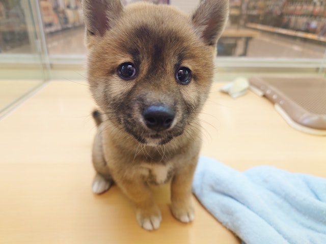 愛知県の柴犬(標準サイズ) (ペッツワン名古屋みなと店/2024年7月6日生まれ/女の子/赤)の子犬