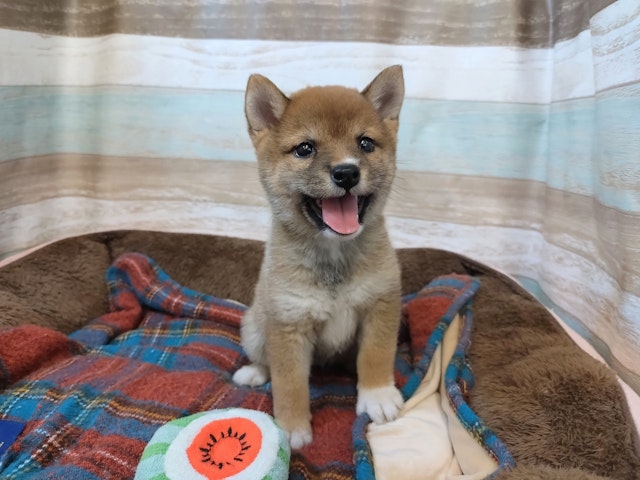 群馬県の豆柴 (ペッツワン青柳店/2024年7月15日生まれ/女の子/赤)の子犬