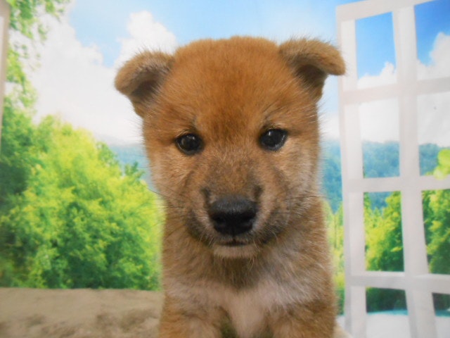 愛知県の柴犬(標準サイズ) (ペッツワン半田店/2024年7月25日生まれ/男の子/赤)の子犬