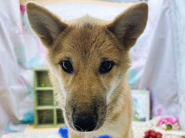 静岡県の柴犬(標準サイズ) (ペッツワン富士宮小泉店/2024年4月21日生まれ/女の子/赤)の子犬