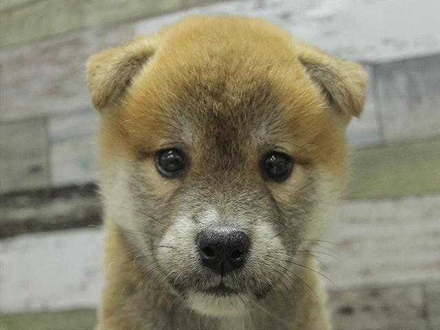 滋賀県の柴犬(標準サイズ) (ペッツワン彦根店/2024年6月15日生まれ/男の子/レッド)の子犬