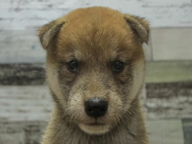 滋賀県の豆柴 (ペッツワン彦根店/2024年7月20日生まれ/男の子/レッド)の子犬