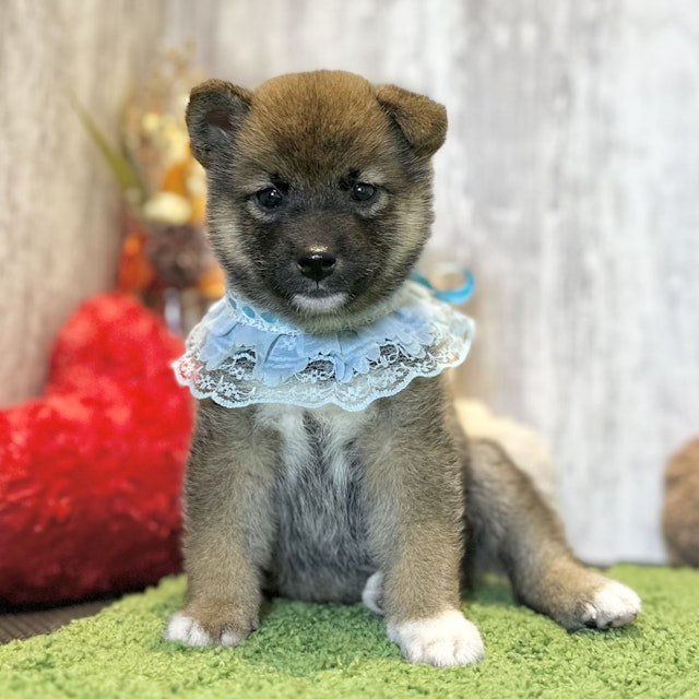 兵庫県の柴犬(標準サイズ) (ペッツワン姫路大津店/2024年7月17日生まれ/男の子/赤)の子犬